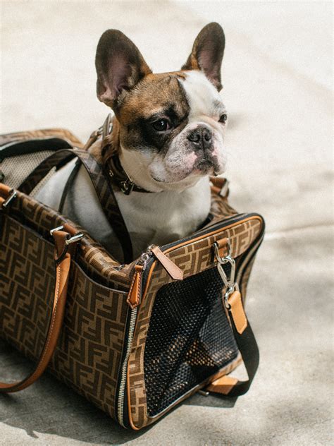 fendi dog stroller